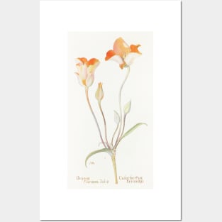 Desert mariposa lily - Botanical Illustration Posters and Art